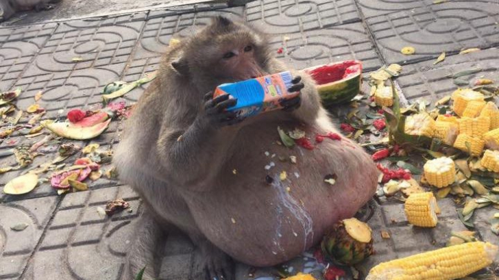 Cea mai grasă maimuță din lume a fost trimisă în cantonament ca să slăbească