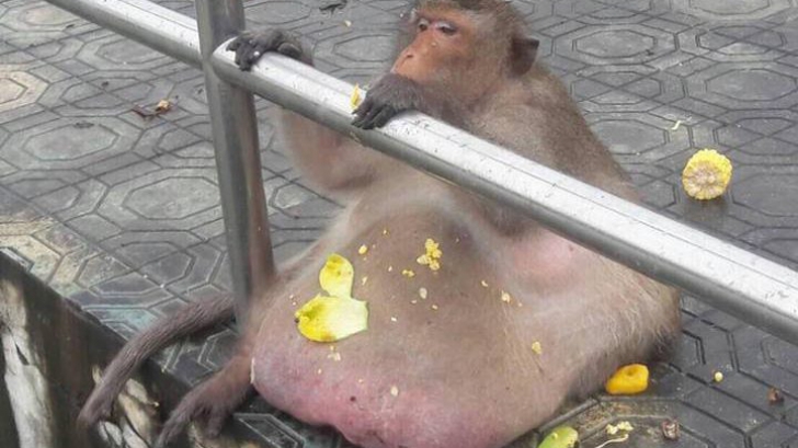 Cea mai grasă maimuță din lume a fost trimisă în cantonament ca să slăbească
