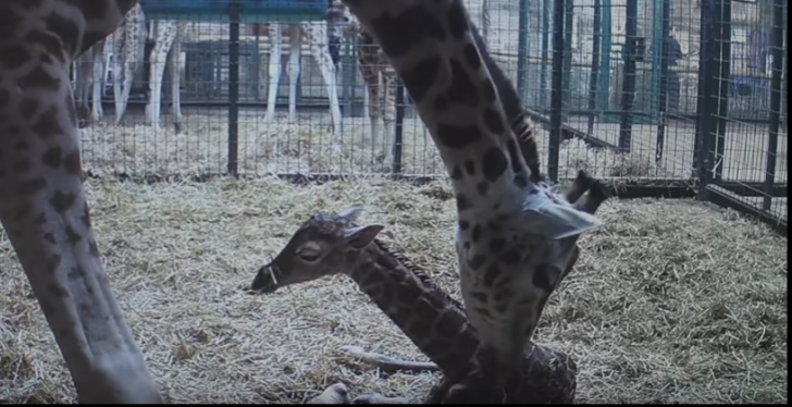 Nașterea unui pui de girafă transmisă LIVE (VIDEO)