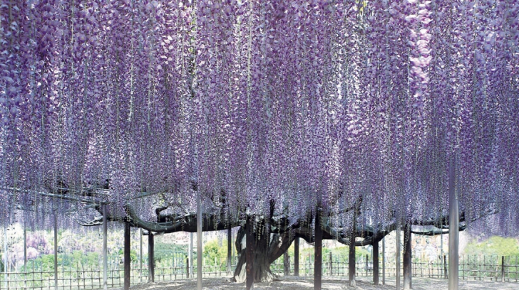 Frumusețe dincolo de imaginație! Natura în toată splendoarea la Festivalul glicinei din Japonia