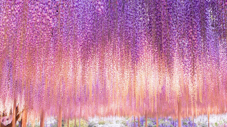 Frumusețe dincolo de imaginație! Natura în toată splendoarea la Festivalul glicinei din Japonia