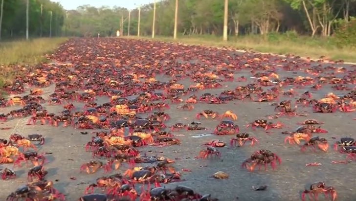  Milioane de crabi au invadat o plajă din Cuba! Imagini extraordinare