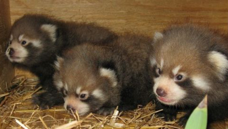 Uimitor! Tripleți de panda roșu născuți în captivitate