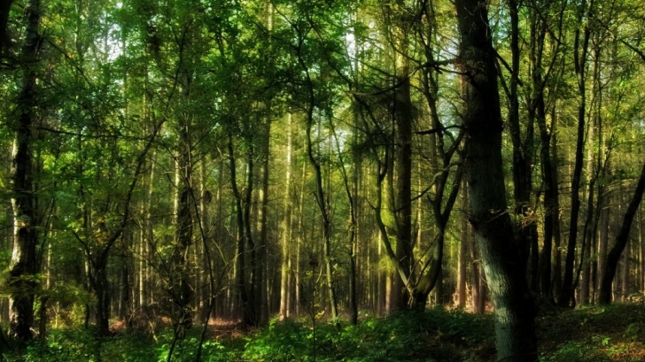 Descoperire şocantă în mijlocul unei păduri din Gorj