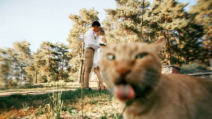 Galerie Foto. 10 imagini perfecte care au fost stricate de intrarea unei pisici jucăușe în cadru 