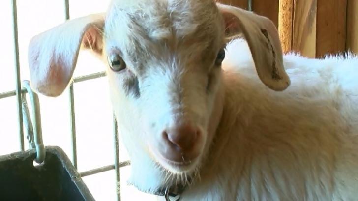UIMITOR! O capră ținută ca animal de companie a salvat viața stăpânilor ei 