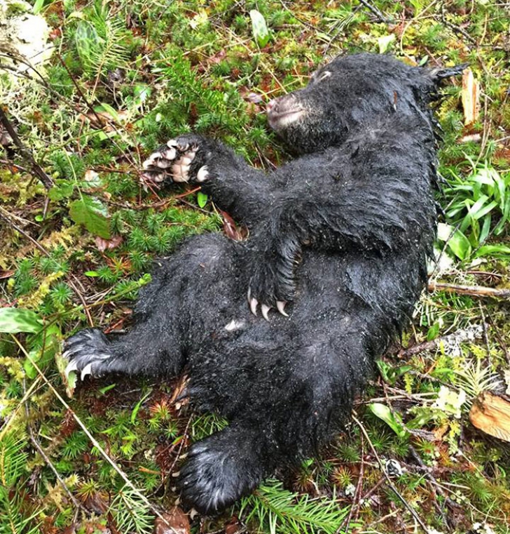 A găsit un pui de urs aflat pe moarte în pădure şi l-a luat acasă. Ce a urmat după aceea este şocant