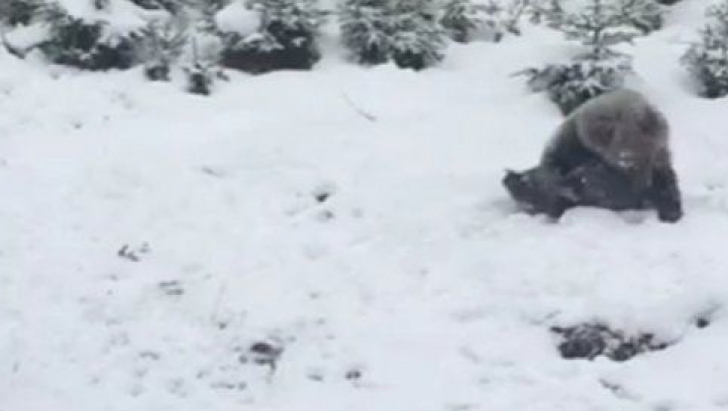 A nins ca-n poveşti la munte! Imagini virale cu un urs care se rostogoleşte în zăpadă