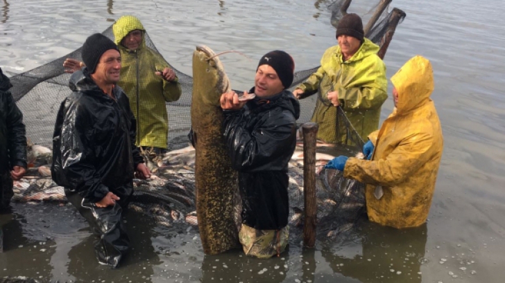 Captură-surpriză pentru câţiva pescari din Prahova - e URIAŞ!