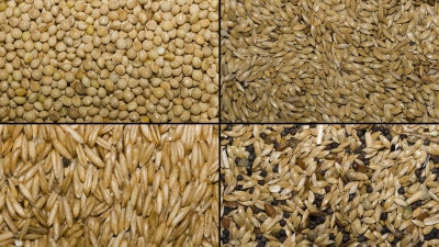 Seminţele pentru păsări sunt bune pentru slăbit! Iată cum poţi scăpa de kilogramele în plus