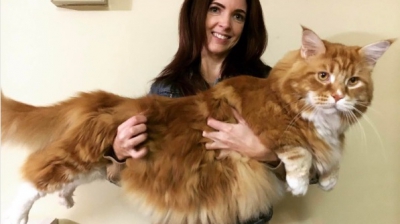 Ea este cea mai mare pisică din lume! Dimensiunile ei sunt impresionante