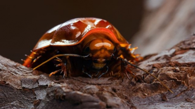 Cele mai mari și înfricoșătoare insecte de pe planetă. Când le vezi, îngheți de spaimă