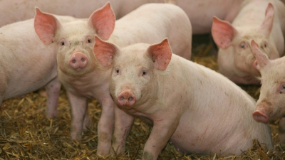 Capete şi viscere de porci împrăştiate în jurul terenului unei moschei din Germania