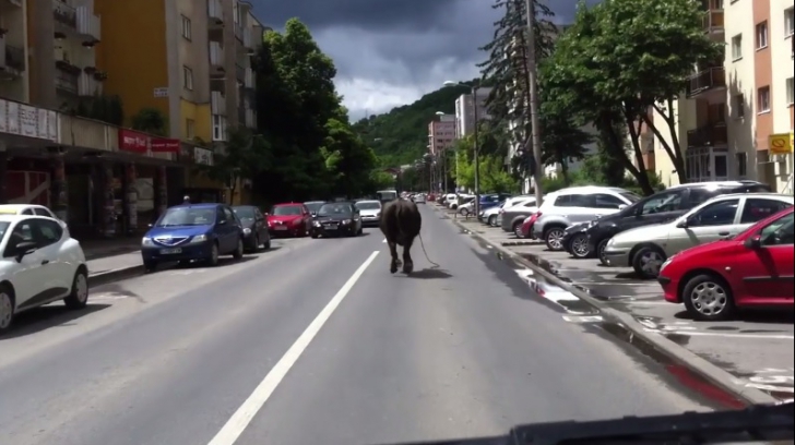 Imagini INCREDIBILE: bivol filmat liber pe străzile Clujului 