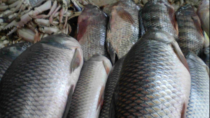 ANPC: Sute de kilograme de pește de calitate îndoielnică, descoperite la o cherhana din Vama Veche