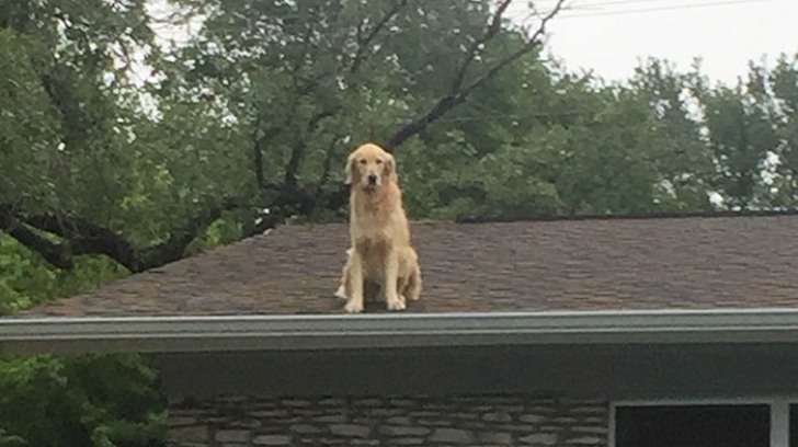 De ce îşi ţine această familie câinele pe acoperiş? Vecinii au devenit îngrijoraţi