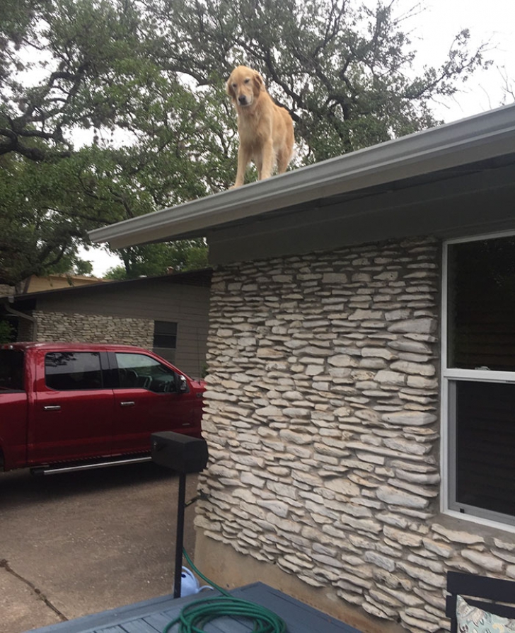 De ce îşi ţine această familie câinele pe acoperiş? Vecinii au devenit îngrijoraţi