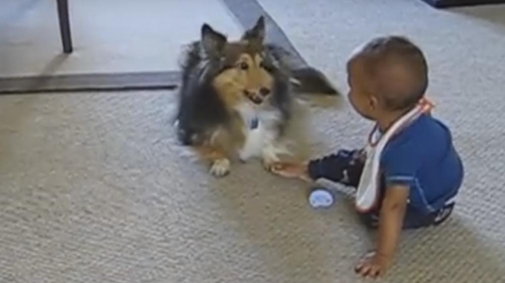 Copilul râde cu poftă când vede ce face câinele. Imaginile au devenit virale
