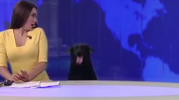 Știrile unui post TV din Rusia, întrerupte neașteptat de un câine. Cum a reacționat prezentatoarea