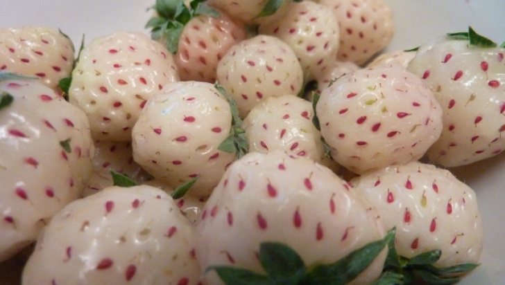 Căpşunile albe, fructele rare care aduc numeroase beneficii organismului