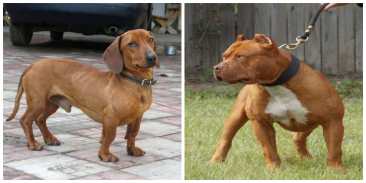 Cum arată corcitura dintre un câine din rasa pitbull şi un "şoricar". Trebuie să vezi asta!