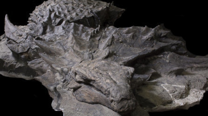 Monstru preistoric păstrat intact a uimit cercetătorii. Singura mumie a unui dinozaur 