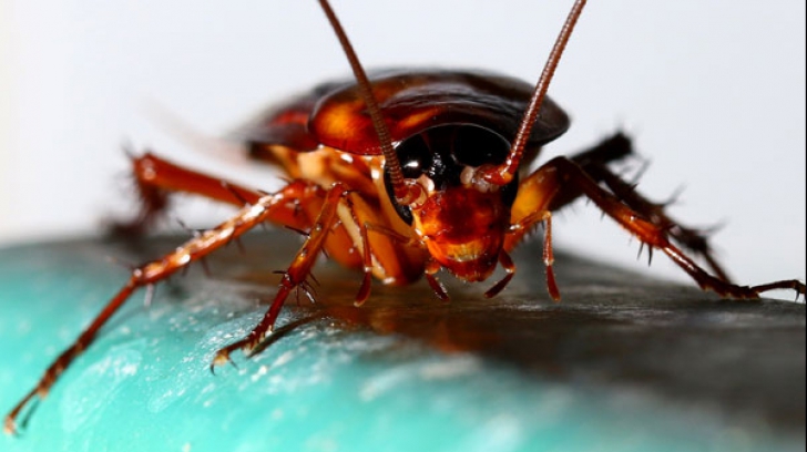Cele mai bune 4 metode naturale de a alunga gândacii din casă