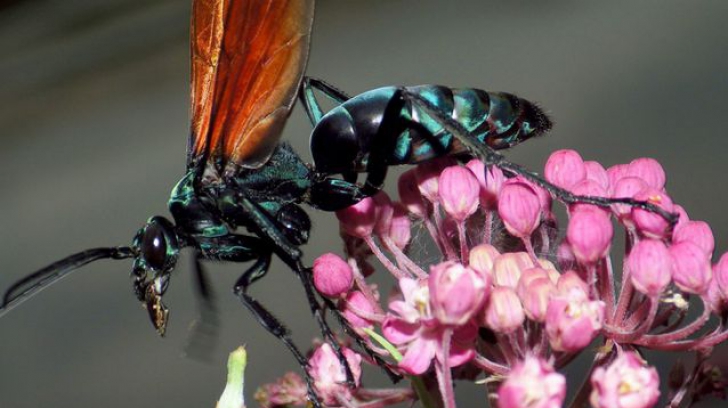 Cele mai mari și înfricoșătoare insecte de pe planetă. Când le vezi, îngheți de spaimă