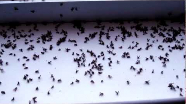 Cum putem scăpa de muște fără spray și soluții chimice. Trucuri naturiste pe care le ai sigur la îndemână