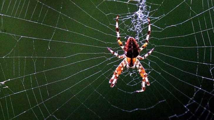  Cum să scapi de păianjeni în mod natural: ce mirosuri îi țin departe