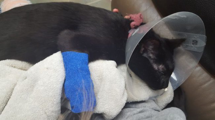 Ce a găsit un veterinar în burta unei pisici? Stăpâna ei a fost STUPEFIATĂ