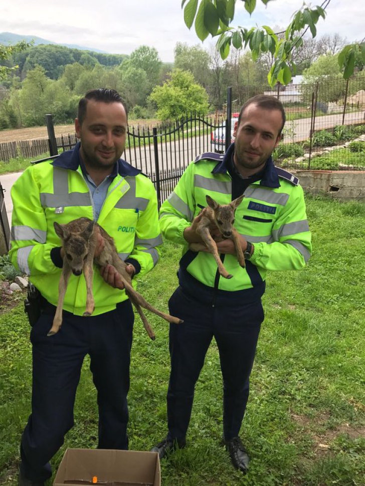 Doi poliţişti din Vâlcea au găsit în pădure doi pui de căprioară rătăciţi. Ce a urmat este emoţionat