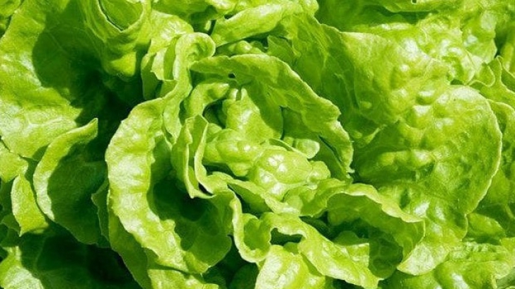 De ce salata verde ne face mai mult rău decât carnea?
 
