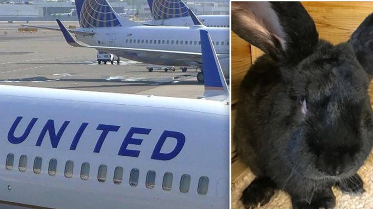 Neglijență criminală! Motivul ȘOCANT pentru care iepurele gigant a murit pe cursa United Airlines