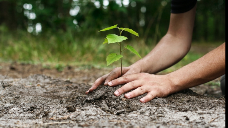 Copacii, esențiali pentru sănătate: Puieți plantați pe o suprafață cât 10 terenuri de fotbal