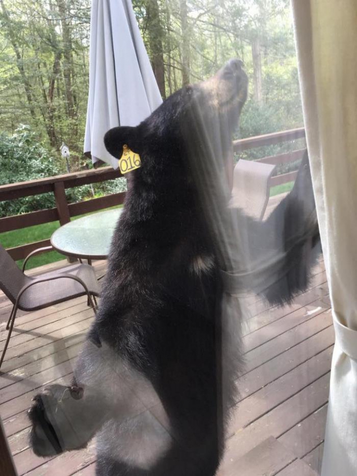 S-a trezit la fereastră cu un urs şi a sunat imediat la poliţie! Fiara i-a invadat toată locuinţa