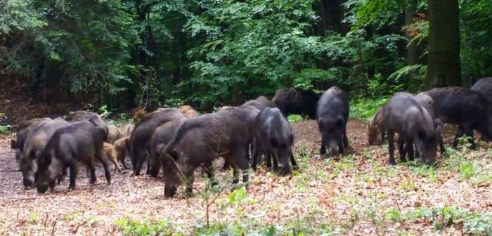 Operațiunea „Mistrețul”. Câți primesc românii care ÎMPUȘCĂ porci sălbatici, pentru a împiedica răspândirea pestei africane