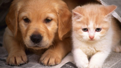 Ai animale de companie? Ai putea fi obligat să le treci la întreținere