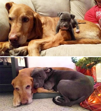 Câini care nu-și dau seama că au crescut. Imagini adorabile