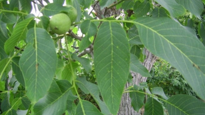 Ce se întâmplă cu noi dacă stăm la umbra unui nuc. Nici măcar nu ne imaginăm!