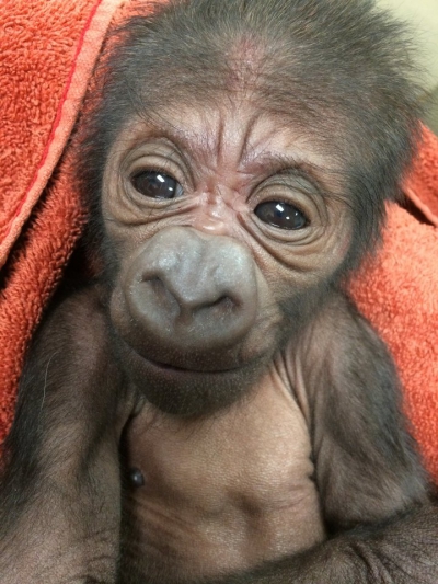 Imagini ADORABILE! O gorilă dintr-o specie pe cale de dispariție a născut un pui în captivitate