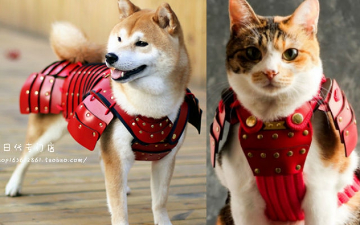 Ultima fiţă pentru câini şi pisici - armura de samurai. Cum arată