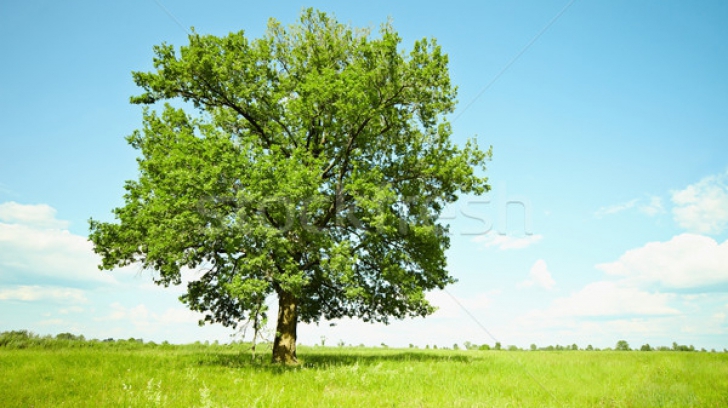 Stejar - imagine de arhivă
