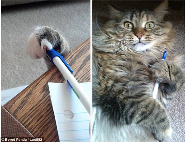 Acestea sunt cele mai amuzante pisici din lume! Imaginile pe care trebuie să le vezi neapărat