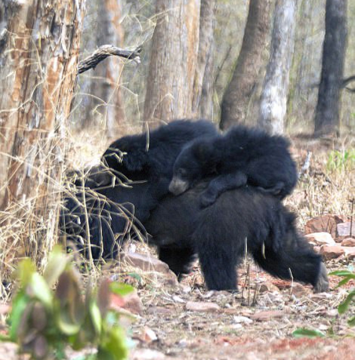 Imagini adorabile. O ursoaică își duce puii la culcare