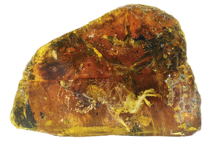 ULUITOR! Acest chihlimbar a conservat o ființă de acum 99 de milioane de ani. Arată PERFECT!