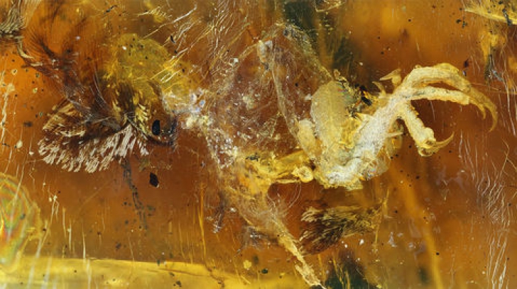 ULUITOR! Acest chihlimbar a conservat o ființă de acum 99 de milioane de ani. Arată PERFECT!