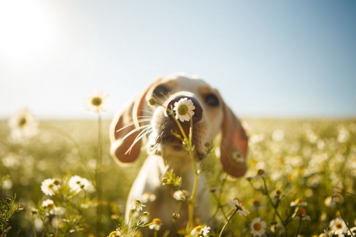 Acestea sunt cele mai frumoase fotografii cu câini ale anului! Vei rămâne cu gura căscată