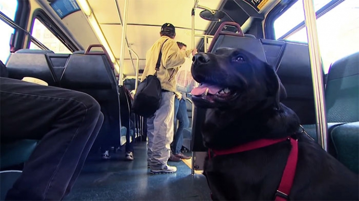 Povestea increibilă a câinelui care merge singur cu autobuzul până în parc! Nu o să-ți vină să crezi