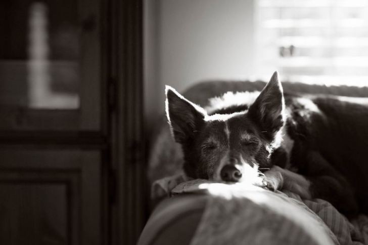 Acestea sunt cele mai frumoase fotografii cu câini ale anului! Vei rămâne cu gura căscată